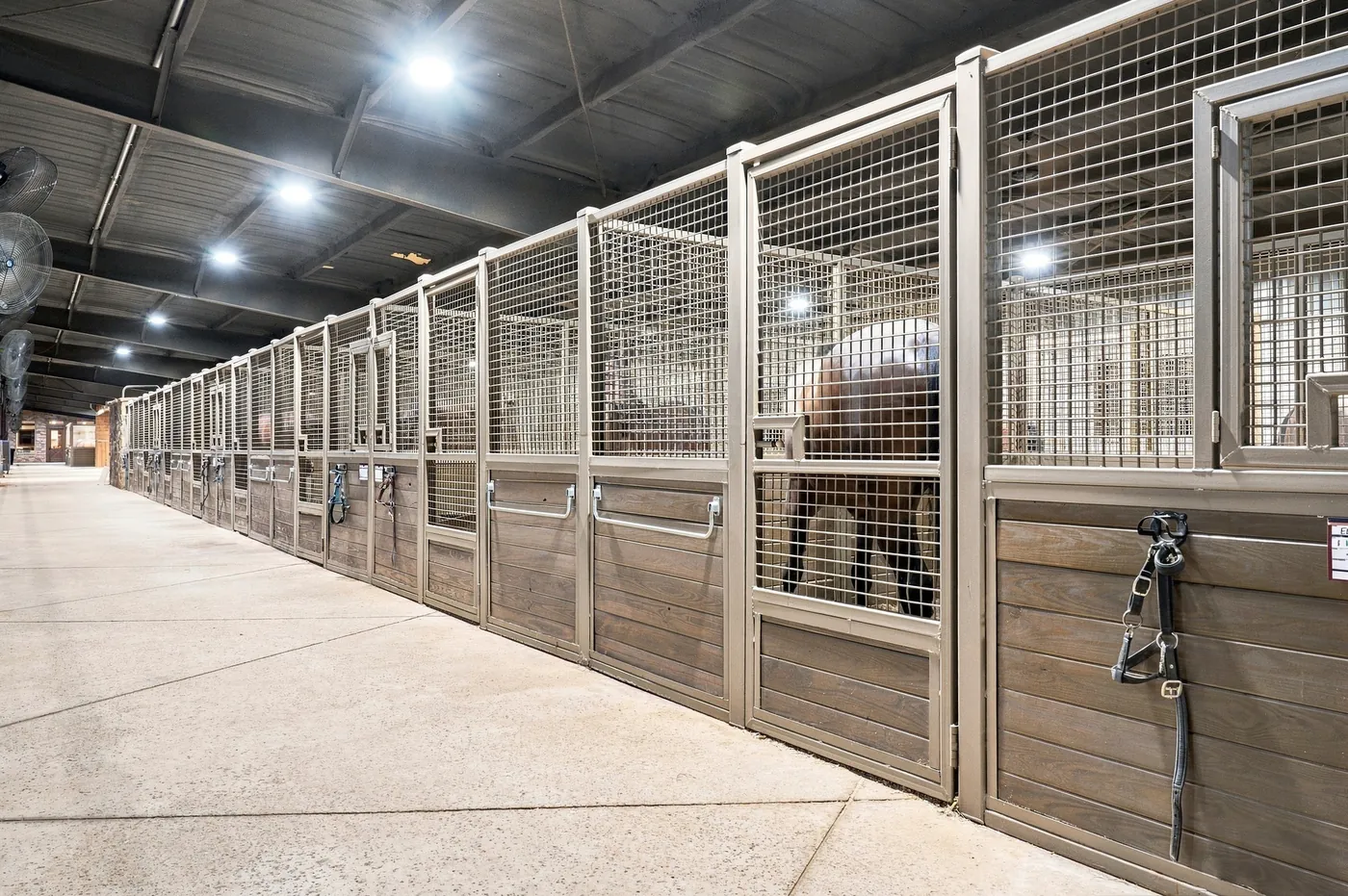 A long row of mesh-fronted stalls at Franklin Farm, with a bay horse looking out over a stall door.